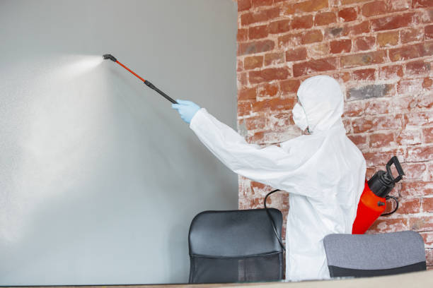 Best Water Damage & Mold Remediation  in Wray, CO