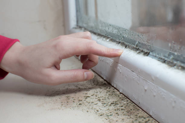 Best Mold Remediation for Healthcare Facilities  in Wray, CO